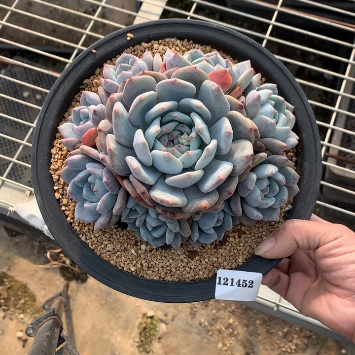 捂****121452嗯嗯嗯嗯嗯嗯好喜欢