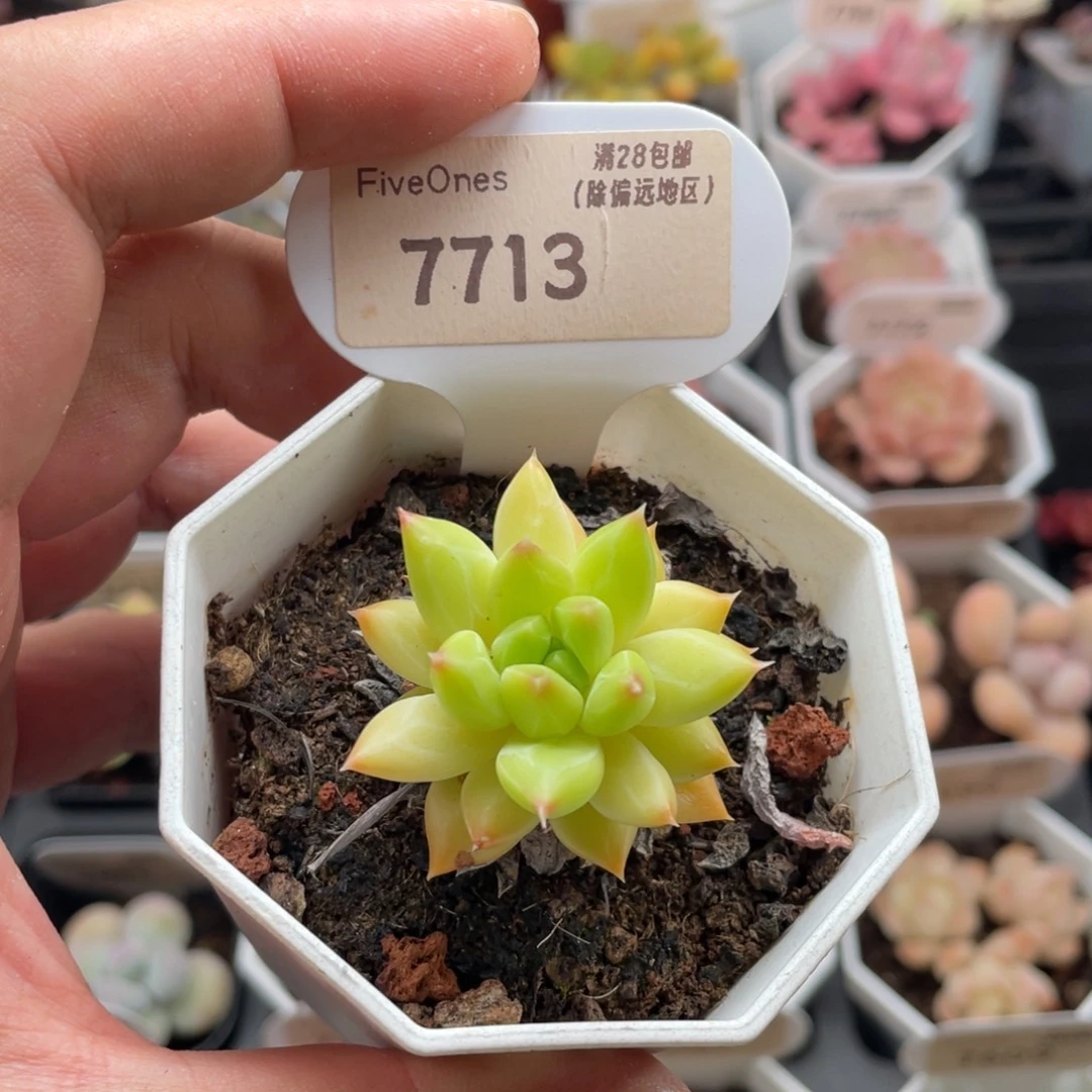 甲骨文7713-4厘米