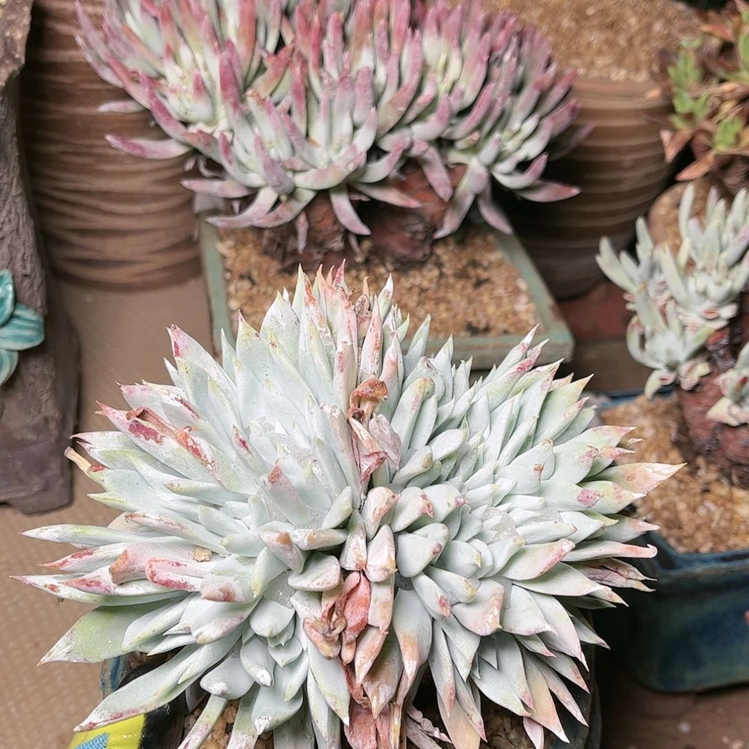 9664阿金尼仙女杯多肉