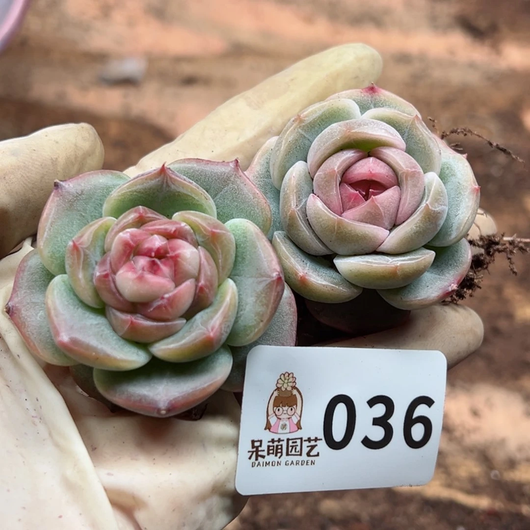 L**n多肉植物多肉植物