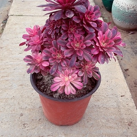 美杜莎多肉法师54号