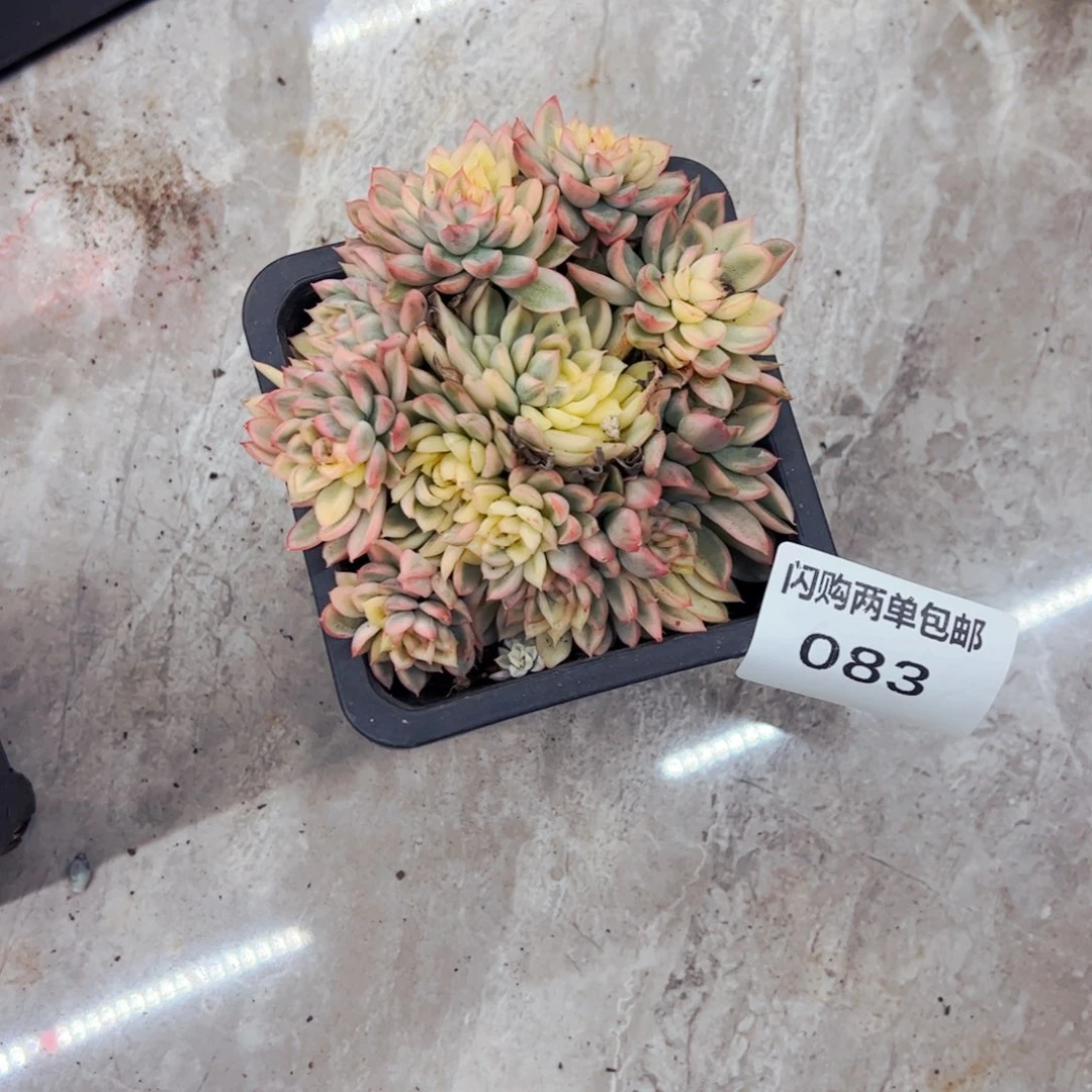 七***.多肉植物组合盆栽83