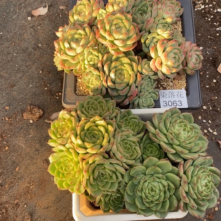 不***调精品多肉植物3063  2颗不包整散掉头
