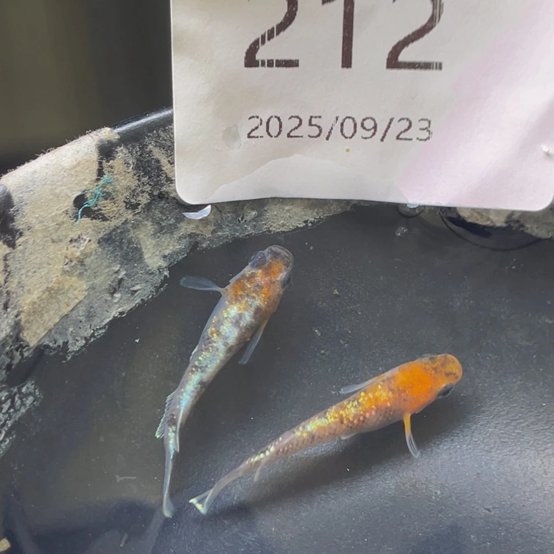 青鳉212lu04一对公母
