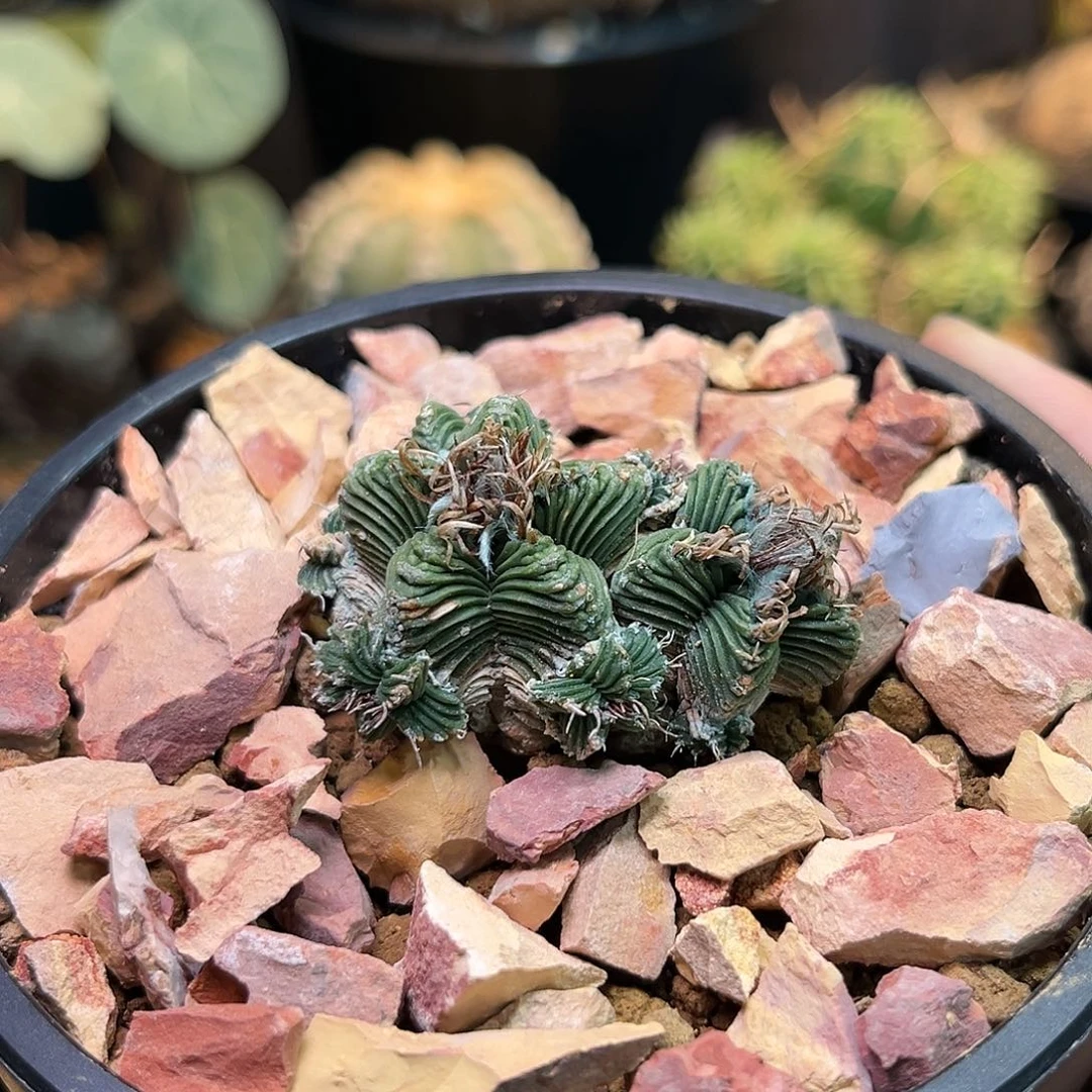 5星红笼Zzzzzzzzzzzzzz