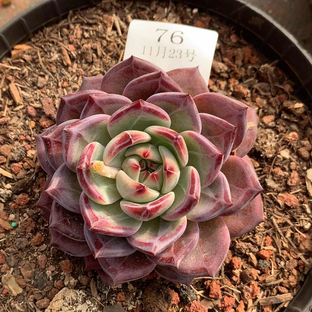 【闪购商品】云76号