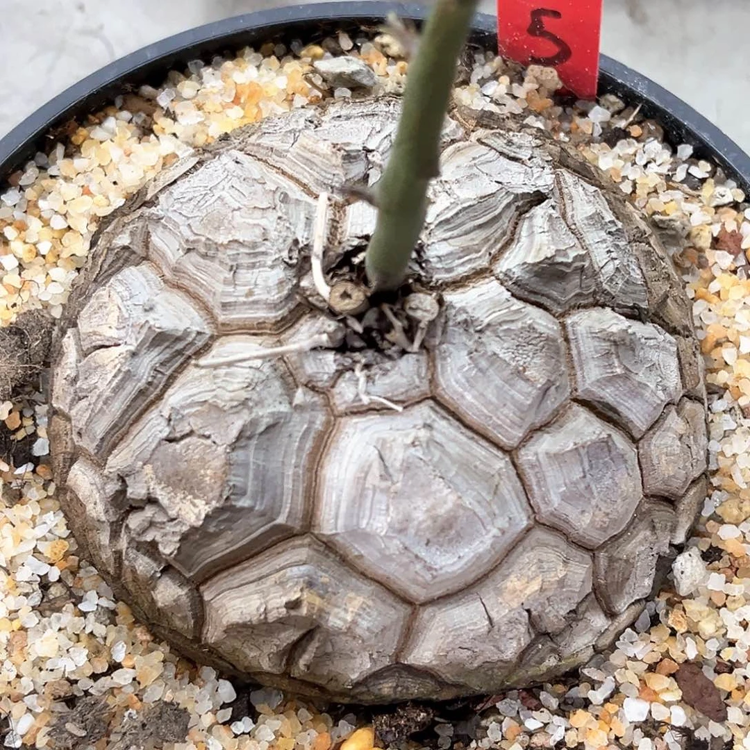 潮流植物龟甲龙 盾甲