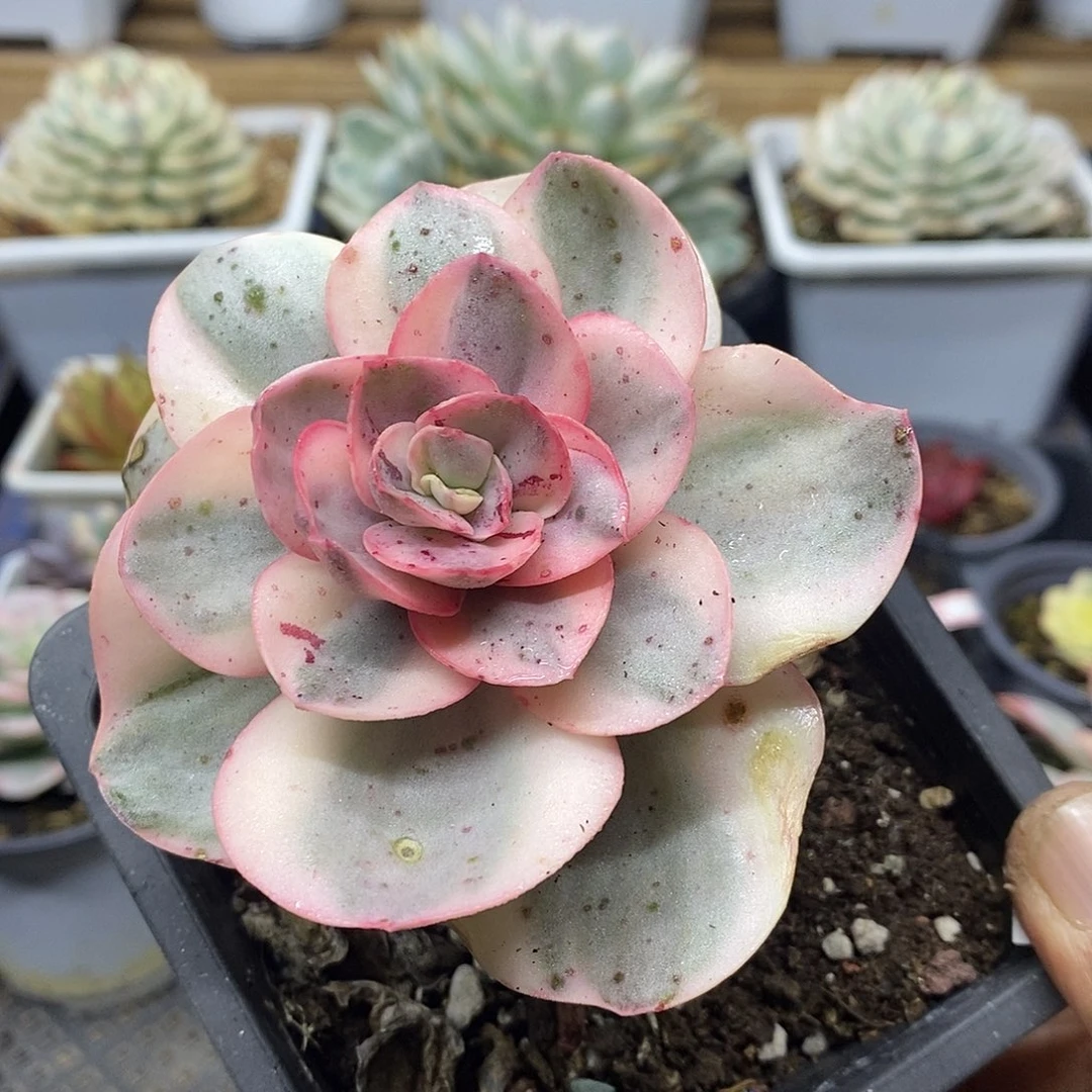 29167 白娘子覆轮锦