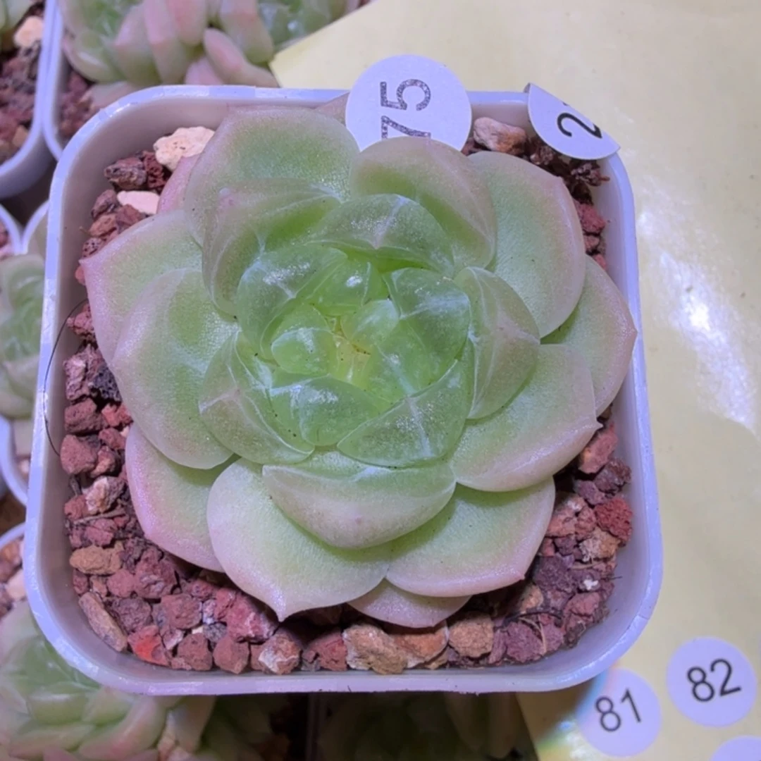 75号财富C8一物一拍