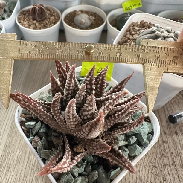 硬叶十二卷 十二卷