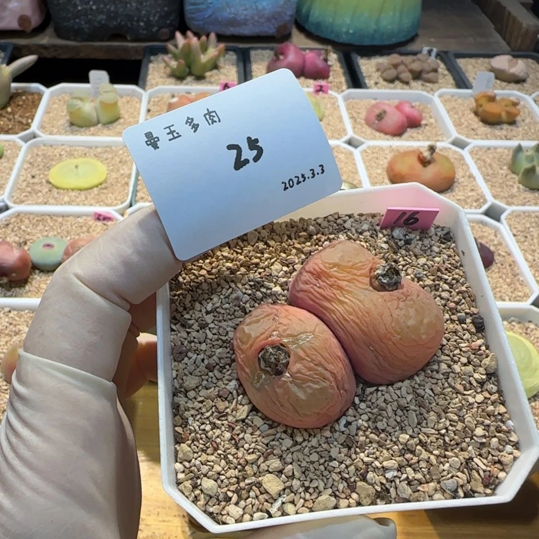 丁*多肉多肉多肉3.3-025