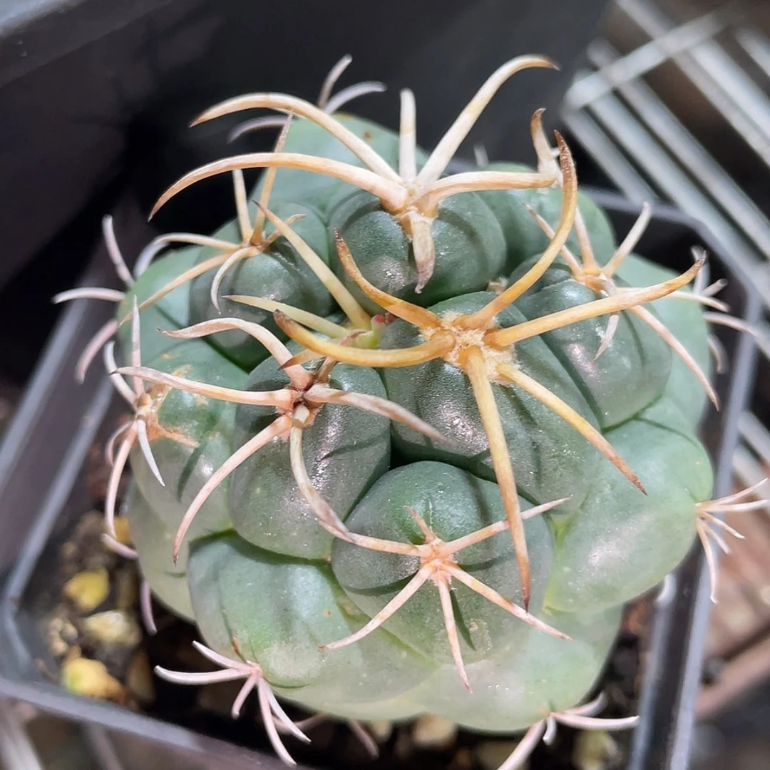 【闪购商品】实生安宅象牙