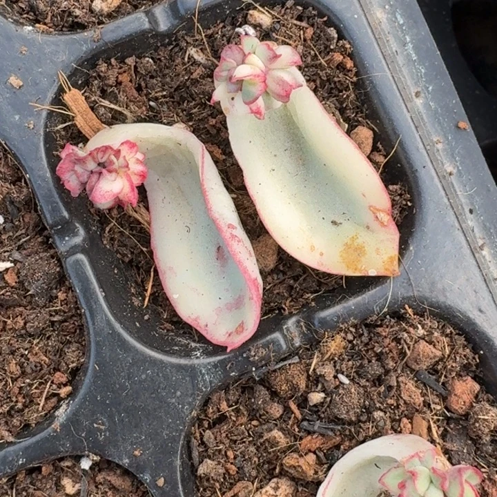 红花女王一物一拍