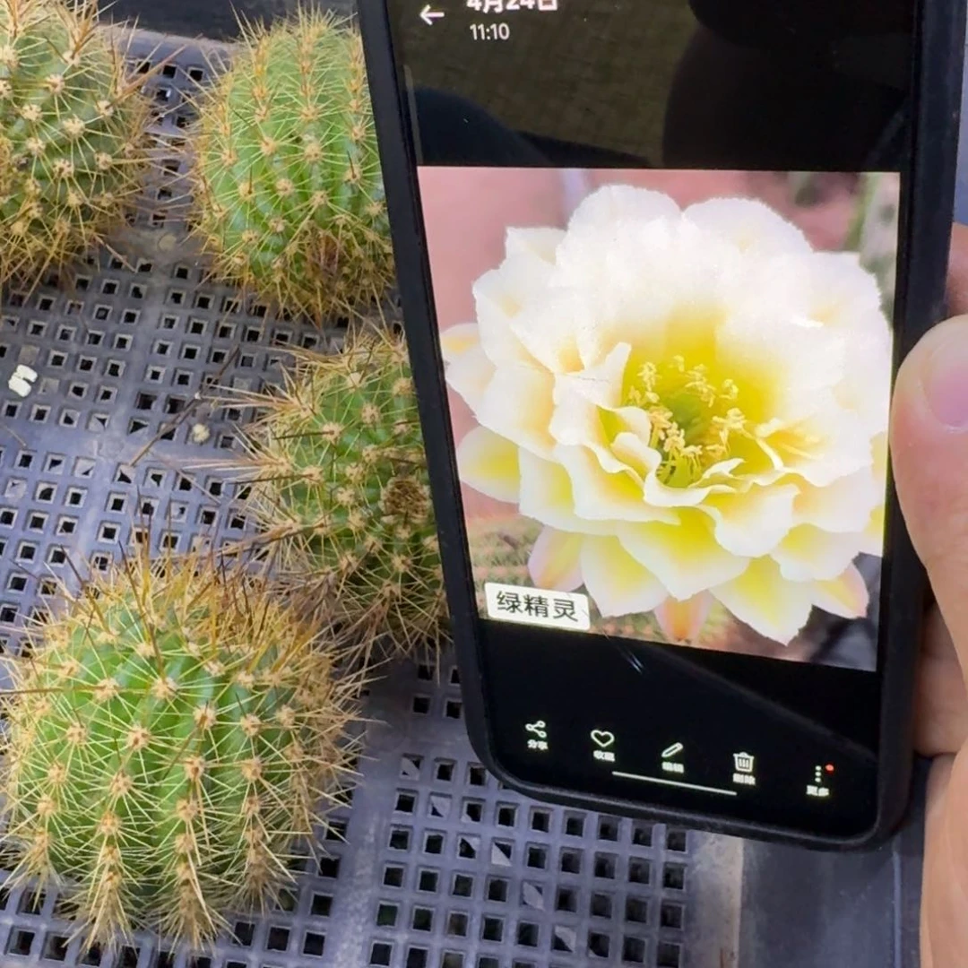 49毛花柱绿精灵歪5公分左右无根侧牙，20包邮