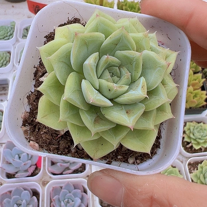 白天鹅单头19包邮