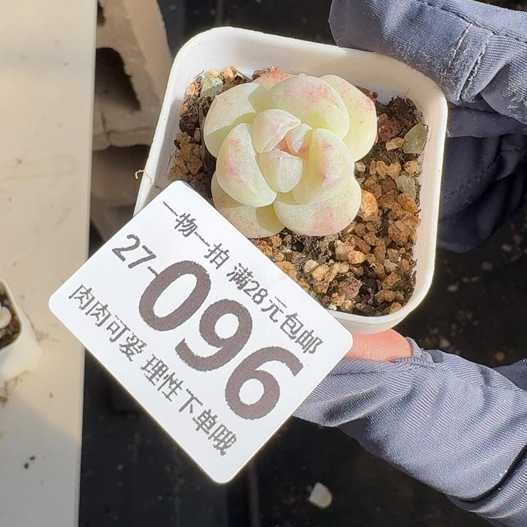 冰玉无盆土发货无盆