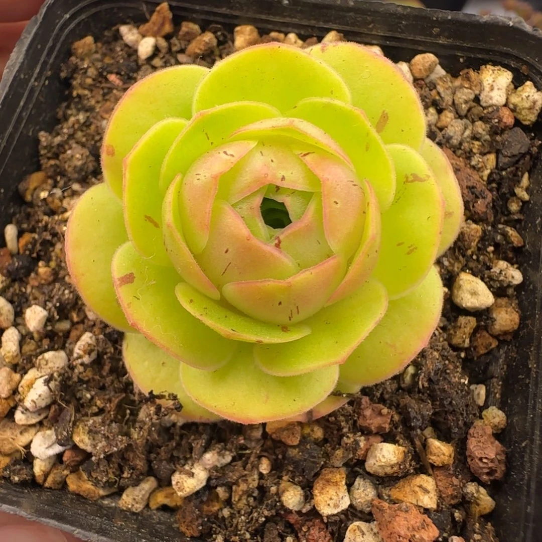 L96半城玫瑰离月