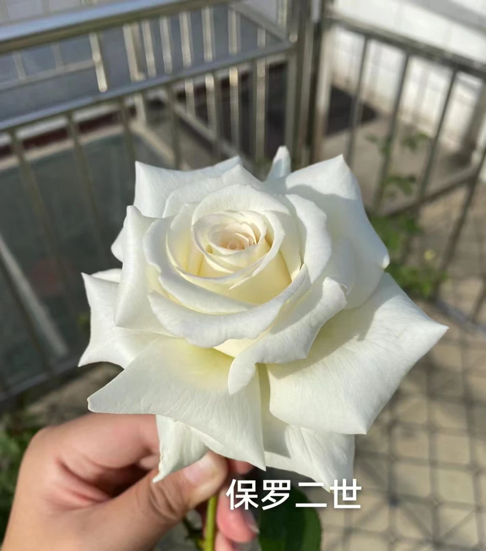 保罗二世中苗四季灌木月季