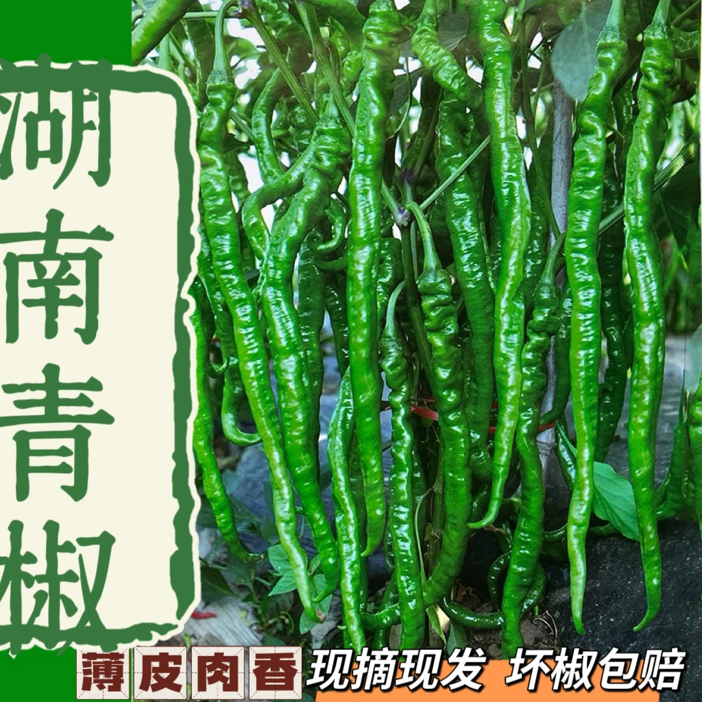 湖南衡阳本地青椒新鲜薄皮香辣农家自种中辣偏上湖南辣椒包邮