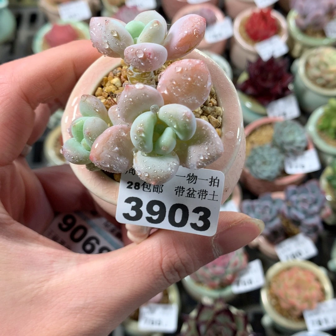 5厘米盆精控多肉3903