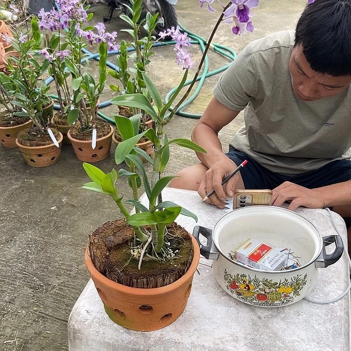 完全开放紫松鼠41