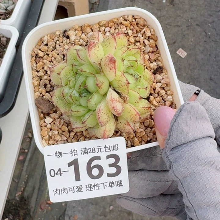 赤水晶无盆土发货多肉多