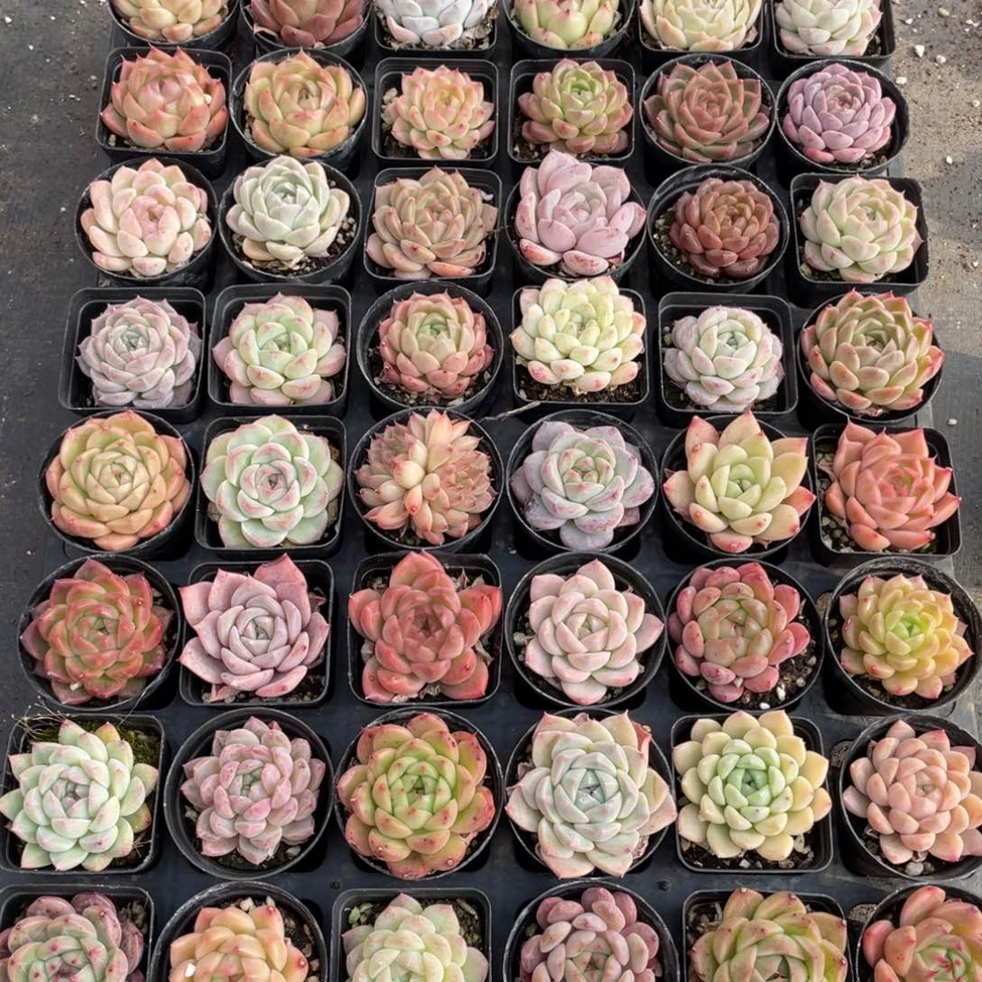 恩***煲一物一拍48棵10-123