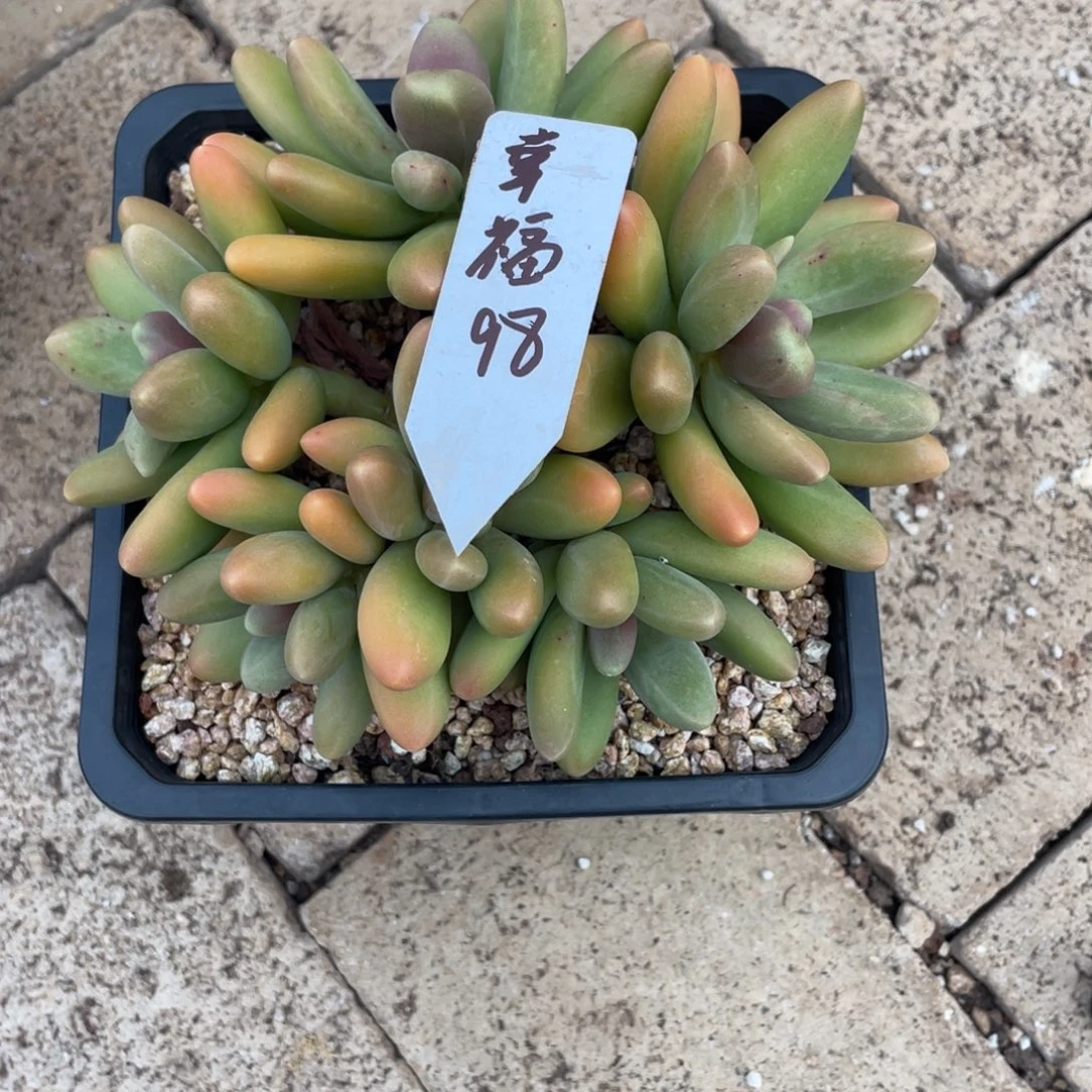 幸***度幸福98。