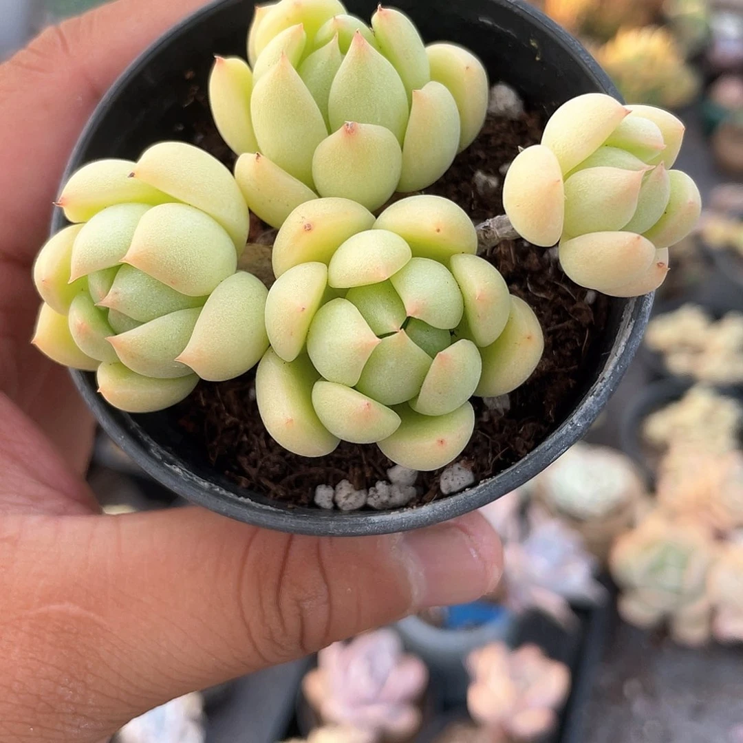 2407  玉鸟  六月六