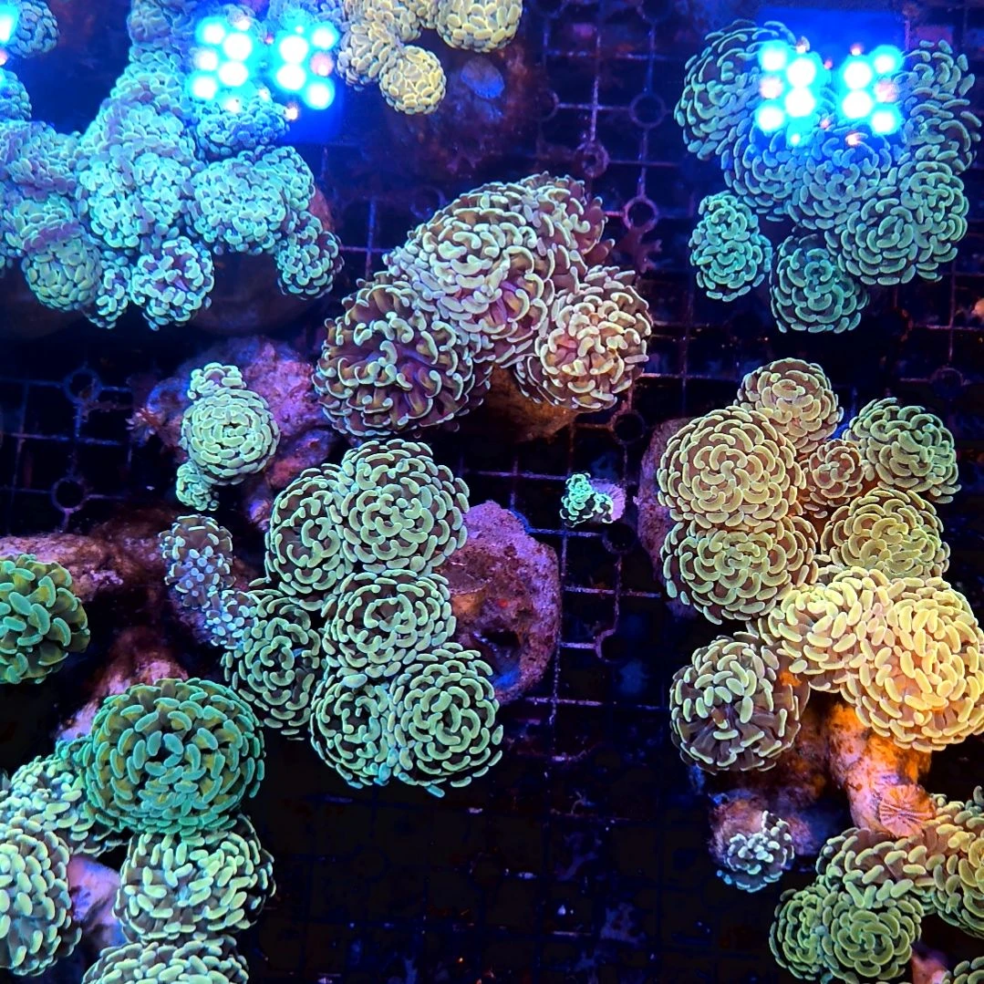 纽扣珊瑚金榔头，小宝宝