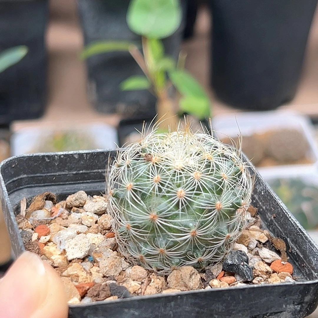 无花朵仙境娇丽实生球一颗
