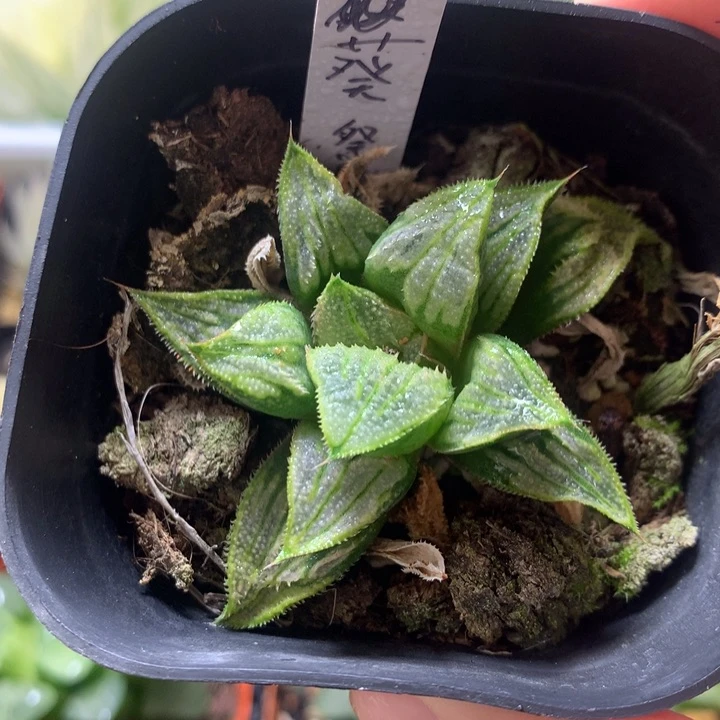 葵祭寿一物一拍带盆