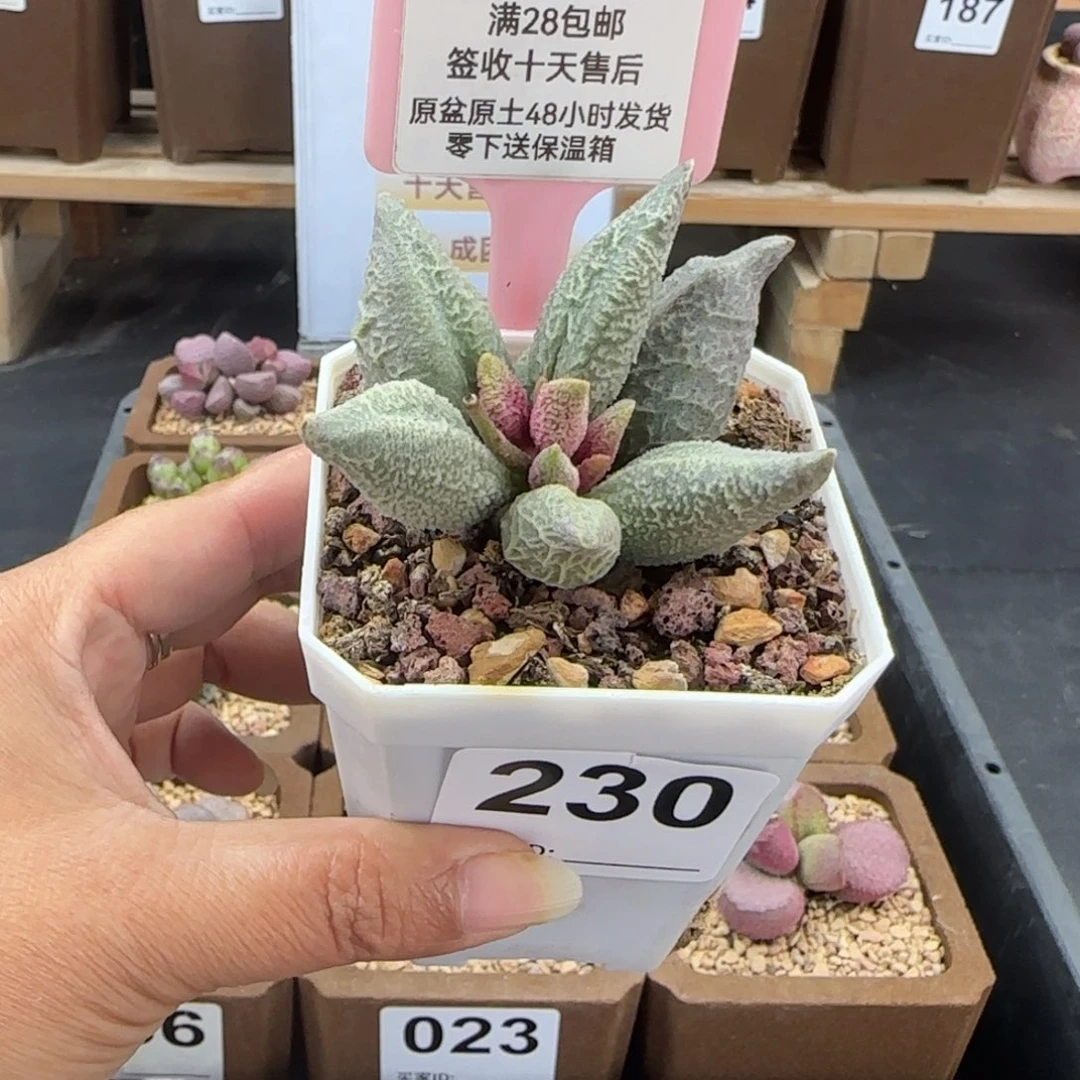 汀****230融化纹冰淇淋多肉植物