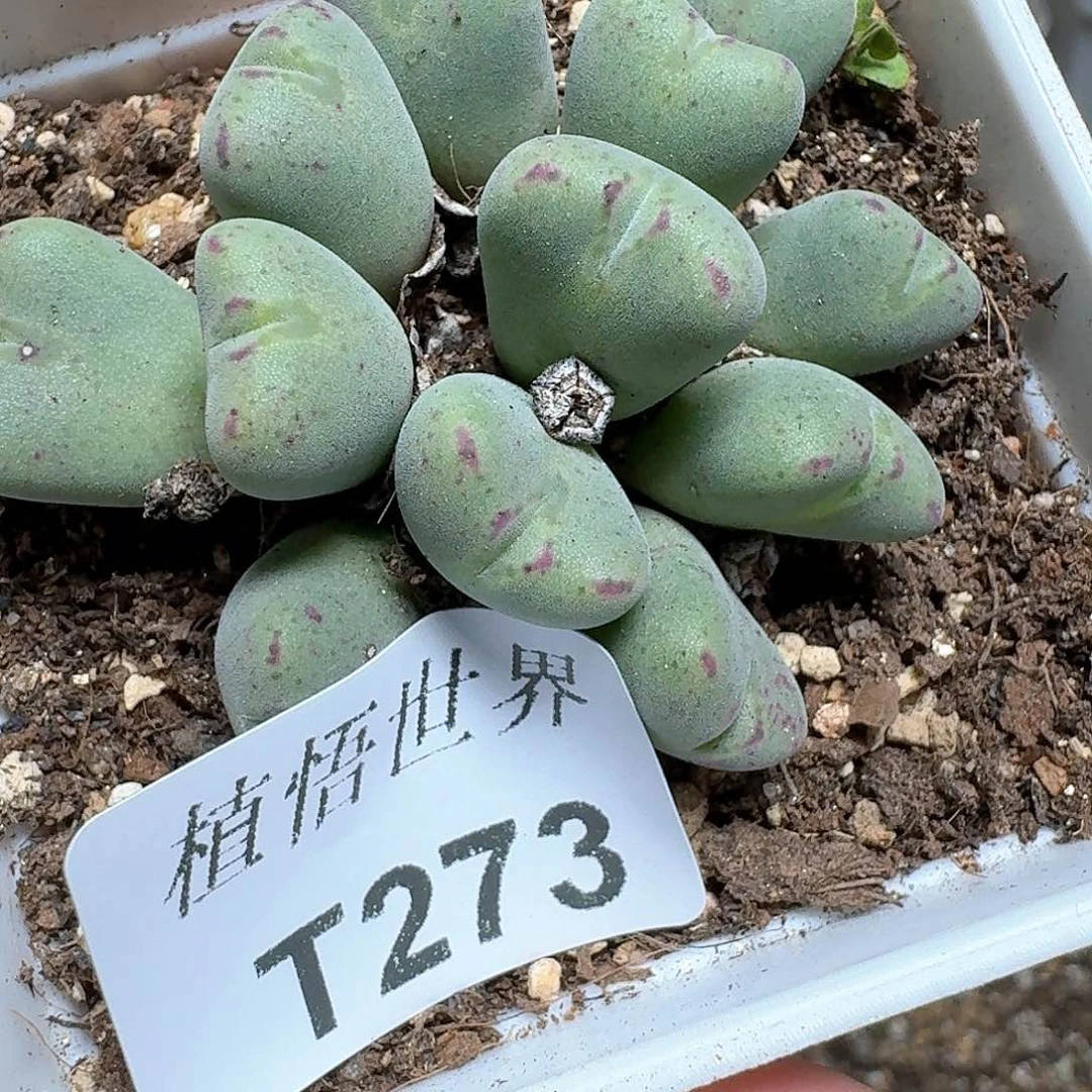 273号多肉植物哇fvcv