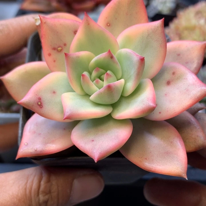 卡梅拉锦单头脱土