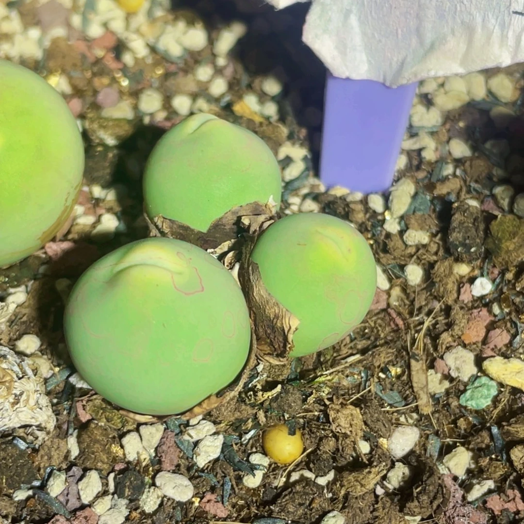 海豚嘴嘟嘟嘴植物一物一拍