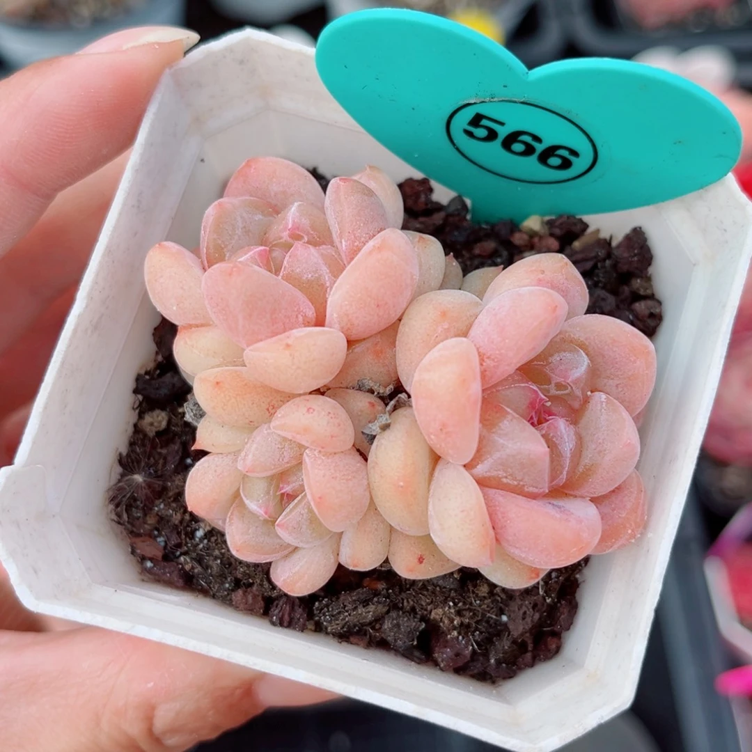 ****犀566号小老桩糖心群