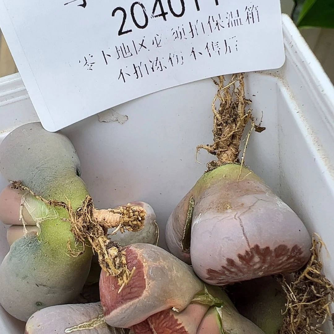 S***.204011/恭喜发财…………