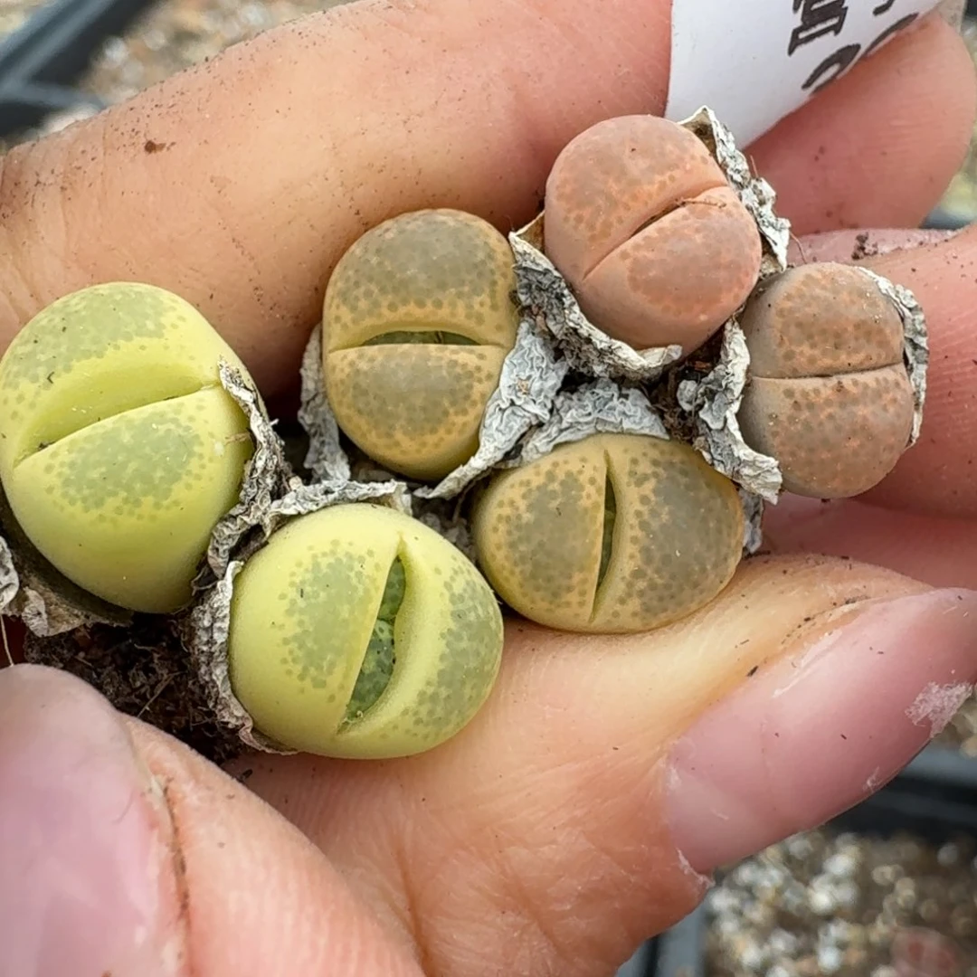 395三颗双头0000000000000