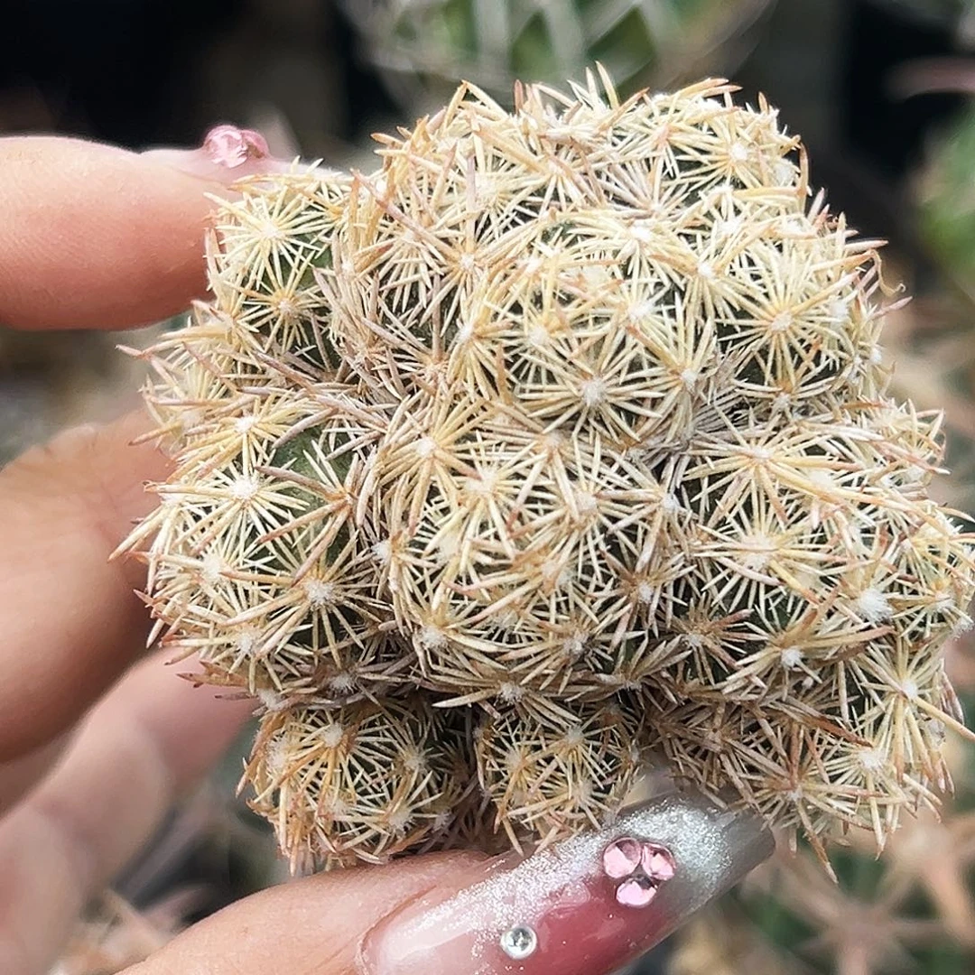 紫王子仙人球6666666