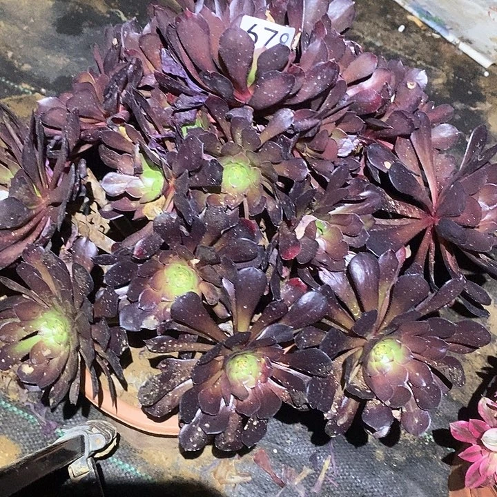 香*多肉植物法师678铜壶