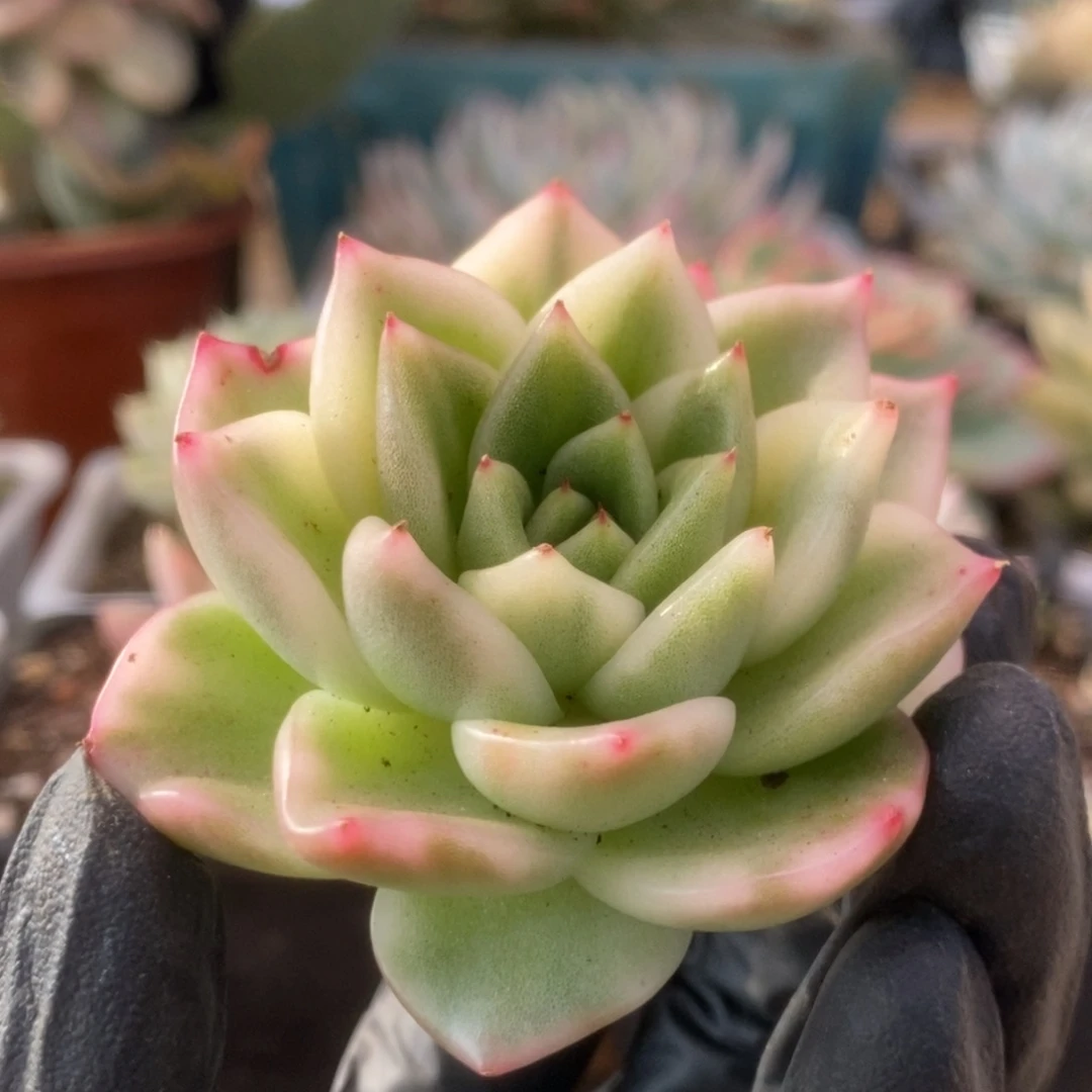 614东云杂头盖锦锦锦锦锦