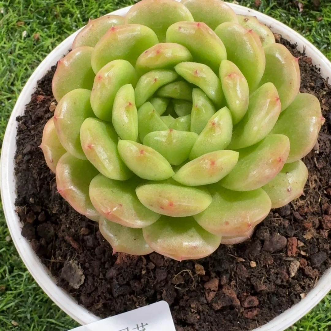 1241灯泡珍妮多肉植物