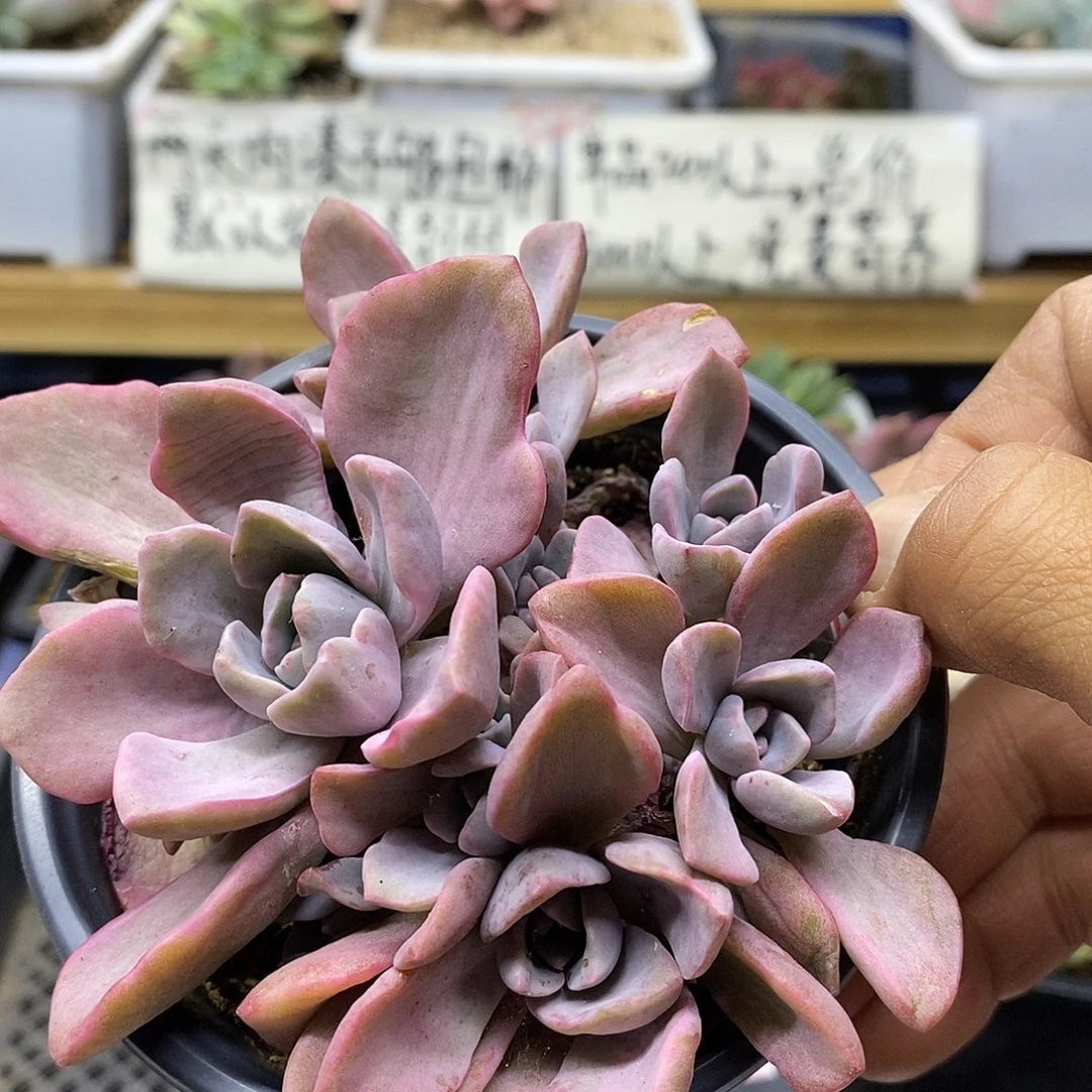 1355 彩虹糖锦自然群