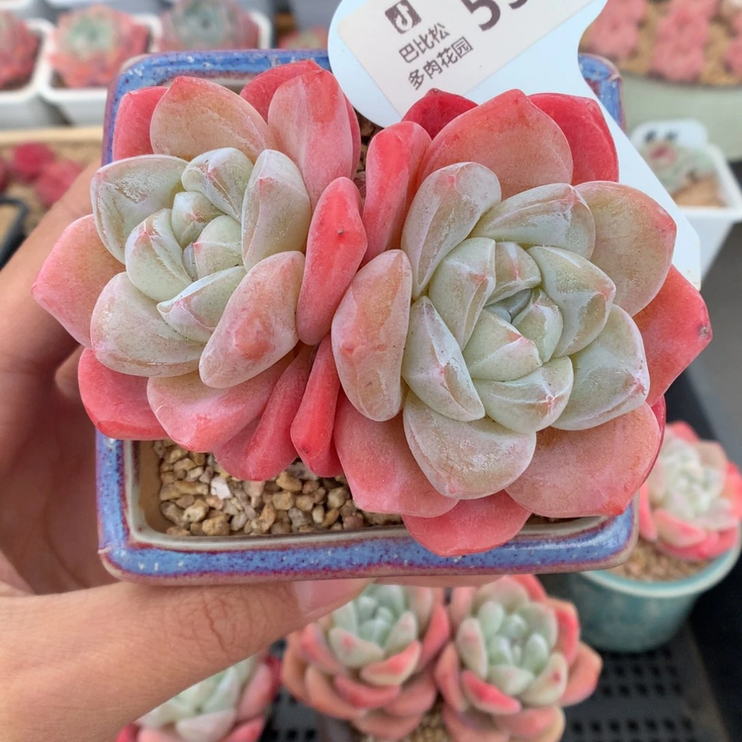 特***浆534两桩冰玉多肉植物