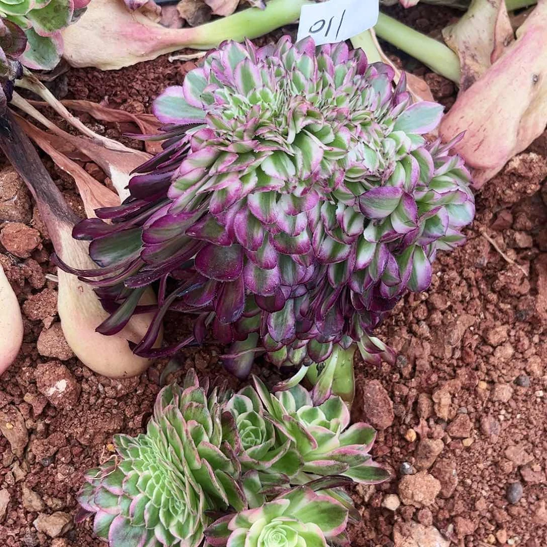 长**哥011红筒缀多肉植物带海王缀无根