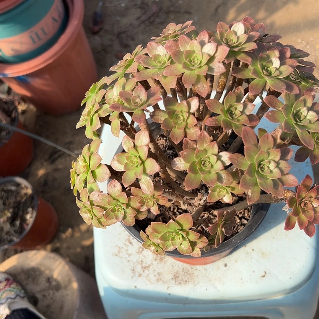 多肉植物碧火老庄