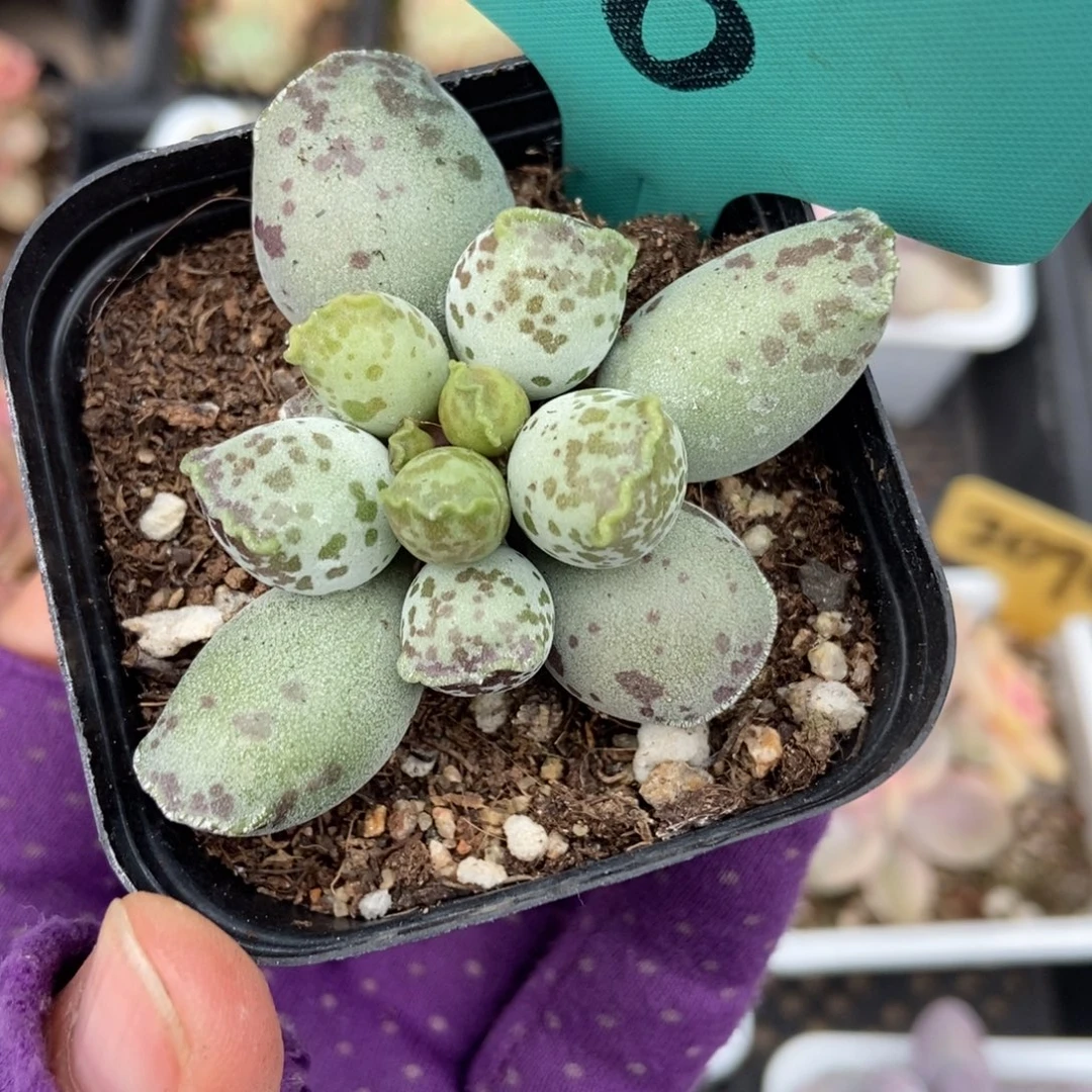 506海豹多肉植物多肉