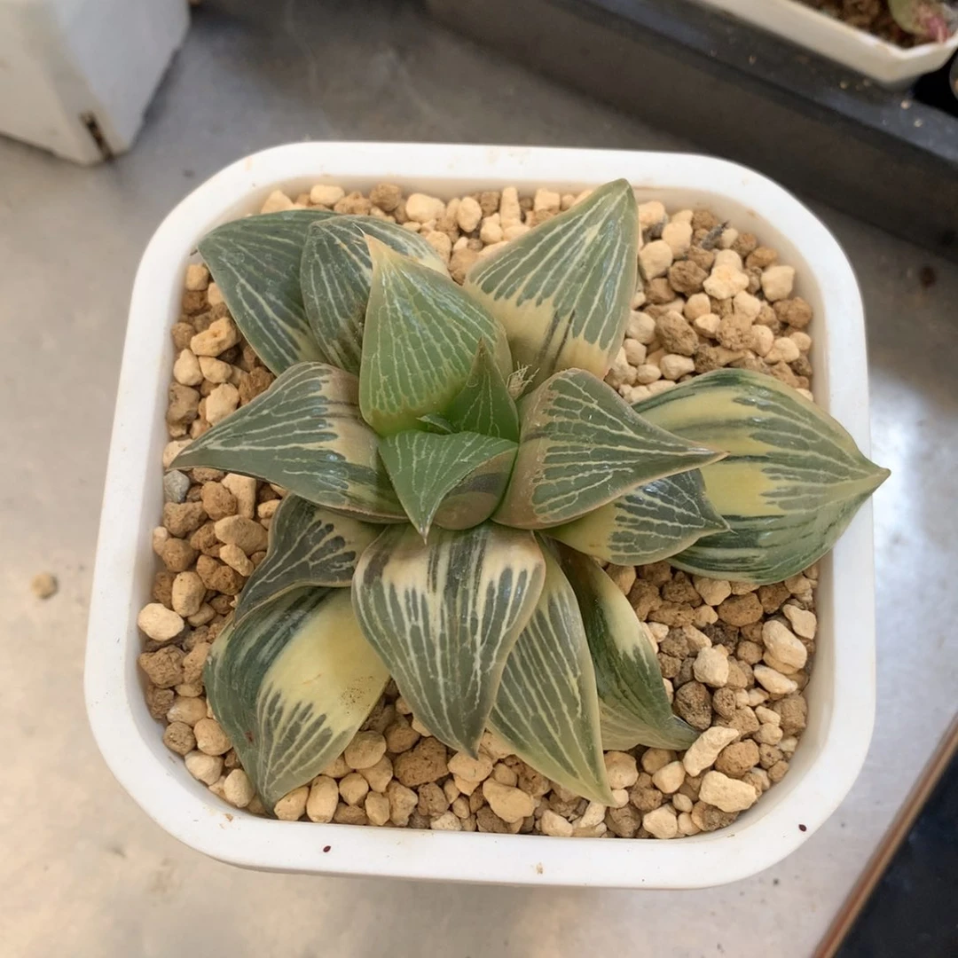 悠*实生寿锦，带盆