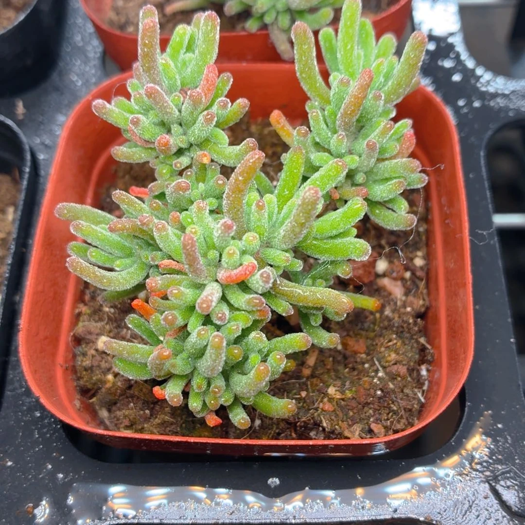 荧光兔子枝干多肉9.9包邮发货